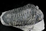 Excellent Drotops Trilobite With Great Eyes #24511-7